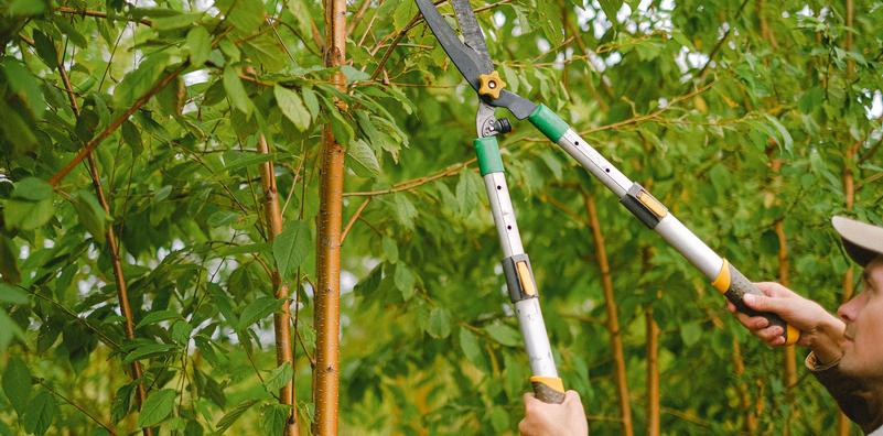 Pruning Basics Pruning Basics