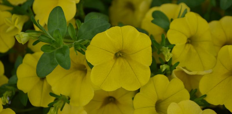 Calibrachoa Aloha Canary Yellow Calibrachoa Aloha Canary Yellow