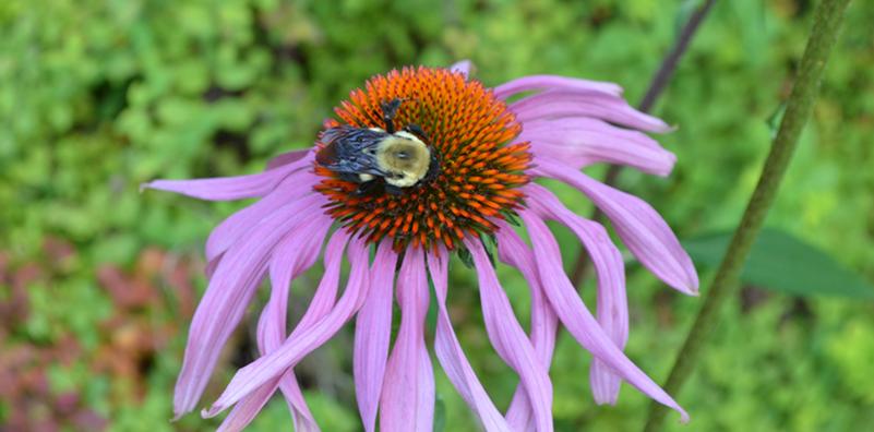 Easy Pollinator Garden Easy Pollinator Garden