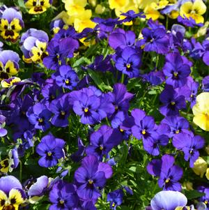 Annuals