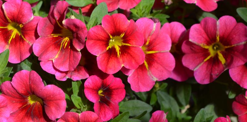 Calibrachoa Aloha Nani Cherry Cartwheel