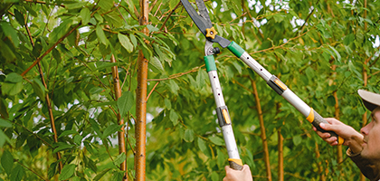 Woman holding small pruners