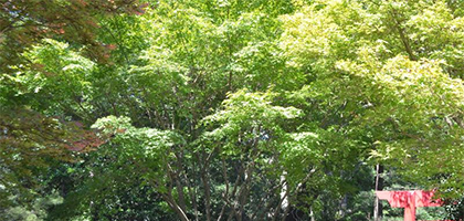 Japanese Maples offer Beauty and Durability