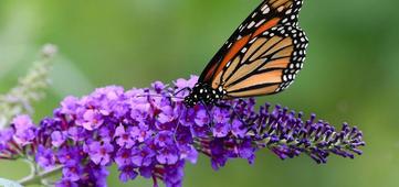 Easy Pollinator Garden
