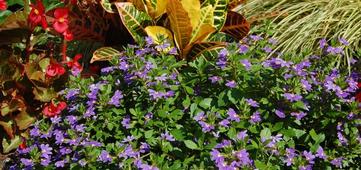 Using Color in the Garden