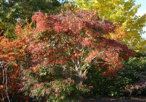 Acer palmatum 'Koto ito komachi' - Dwarf Threadleaf Japanese Maple-1