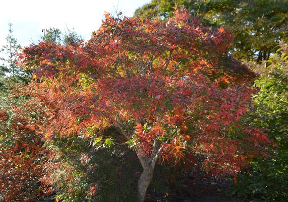 Acer palmatum 'Koto ito komachi' - Dwarf Threadleaf Japanese Maple-2
