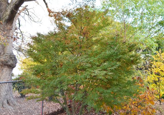 Acer palmatum 'Ao kanzashi' - Variegated Japanese Maple-1.JPG