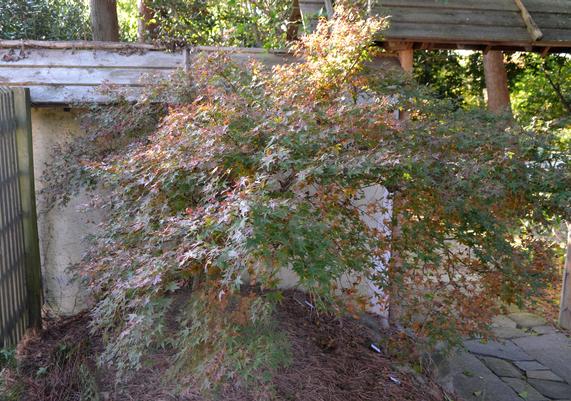 Acer palmatum 'Corallinum' chameleon Japanese Maple-01.JPG