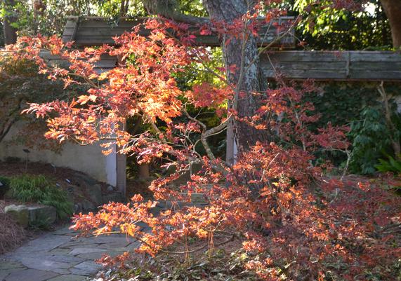 Acer japonicum 'Aconitifolium' Cut-Leaf Fullmoon Maple-01.JPG