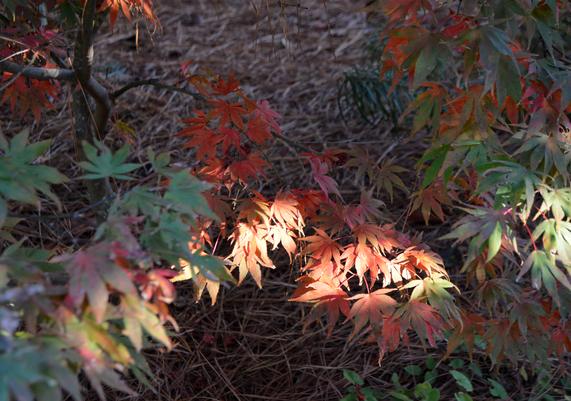 Acer palmatum 'Oregon Sunset' Red Lace-Leaf Japanese Maple-02.JPG