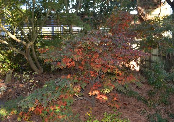 Acer palmatum 'Oregon Sunset' Red Lace-Leaf Japanese Maple-01.JPG
