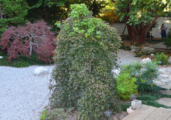 Acer palmatum 'Ryusen' Weeping Japanese Maple-01.JPG