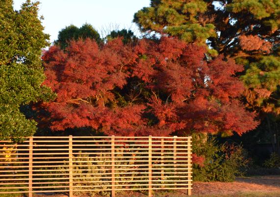 Acer palmatum 'Seiryu' Green Dragon Japanese Maple-01.JPG