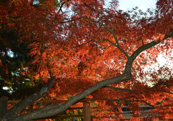 Acer palmatum 'Seiryu' Green Dragon Japanese Maple-02.JPG