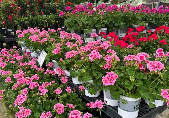 Begonias