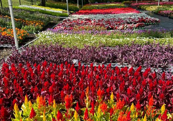 Celosia