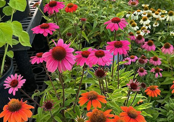 Coneflowers