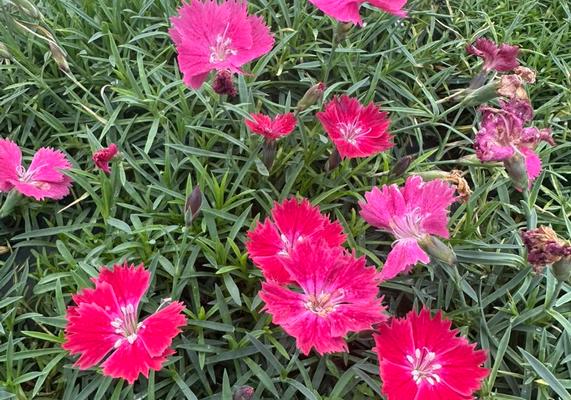Dianthus