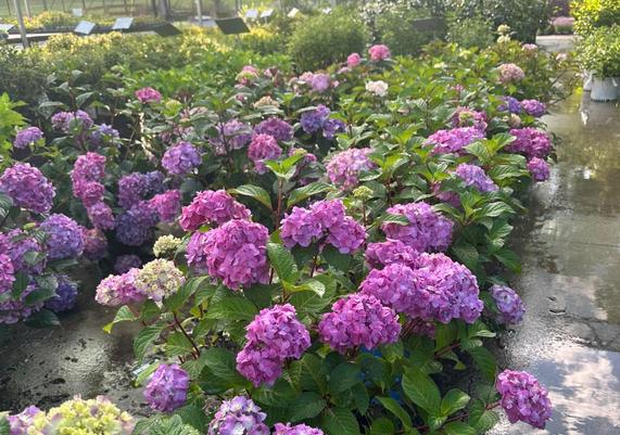 Hydrangeas