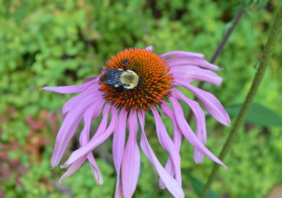 Pollinators