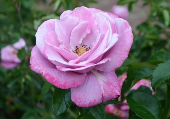 Rosa 'Barbara Streisand'