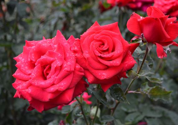 Rosa '9-11 Tribute'