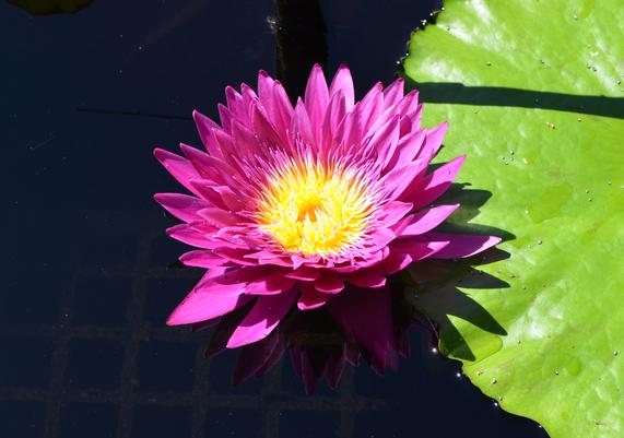 Nymphaea 'Surfrider' - Tropical Day-Flowering Waterlily at Longwood Gardens
