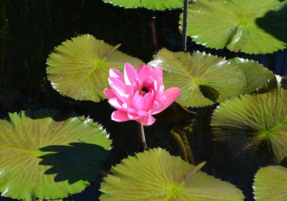 Nymphaea 'Emily Grant Hutchings' Night Flowering Waterlily at Longwood Gardens
