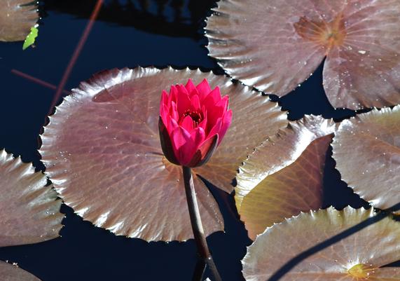 Nymphaea 'Red Flare' at Longwood Gardens