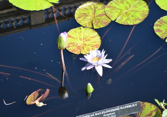 Nymphaea 'Red Flare' at Longwood Gardens