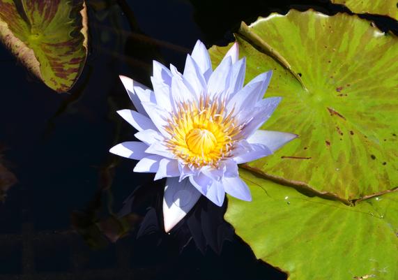 Nymphaea 'Marmorata' Tropical Day-Flowering Waterlily at Longwood Gardens