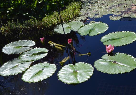Nymphaea 'Afterglow' - Waterlily at Longwood Gardens