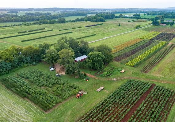Freedom Tree Farm Two