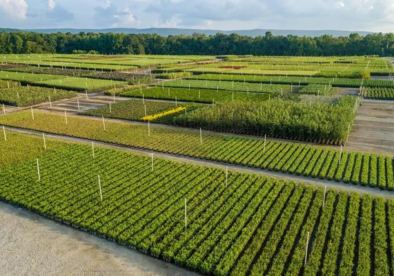 Freedom Tree Farm Three