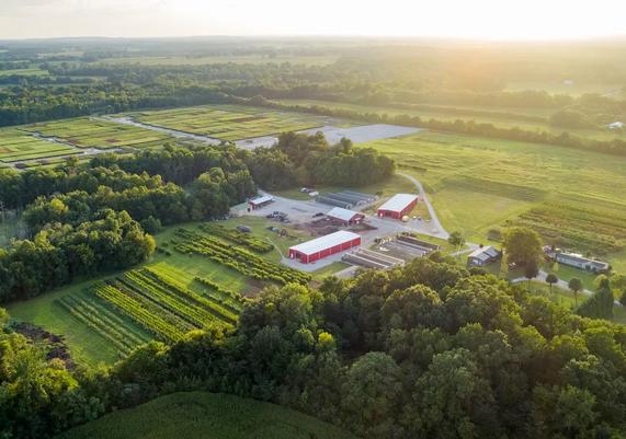 Freedom Tree Farm Six