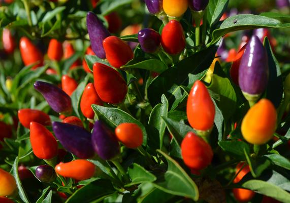 Capsicum annum 'Numex Twilight'