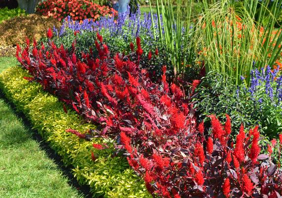 Color in the Garden #3