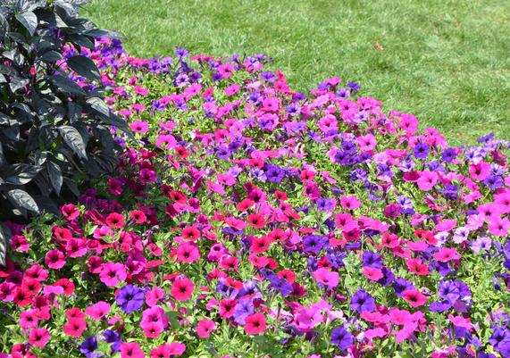 Color in the Garden #5