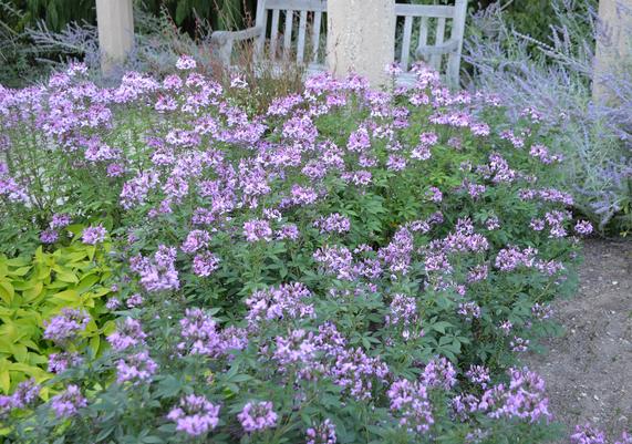 Color in the Garden #6