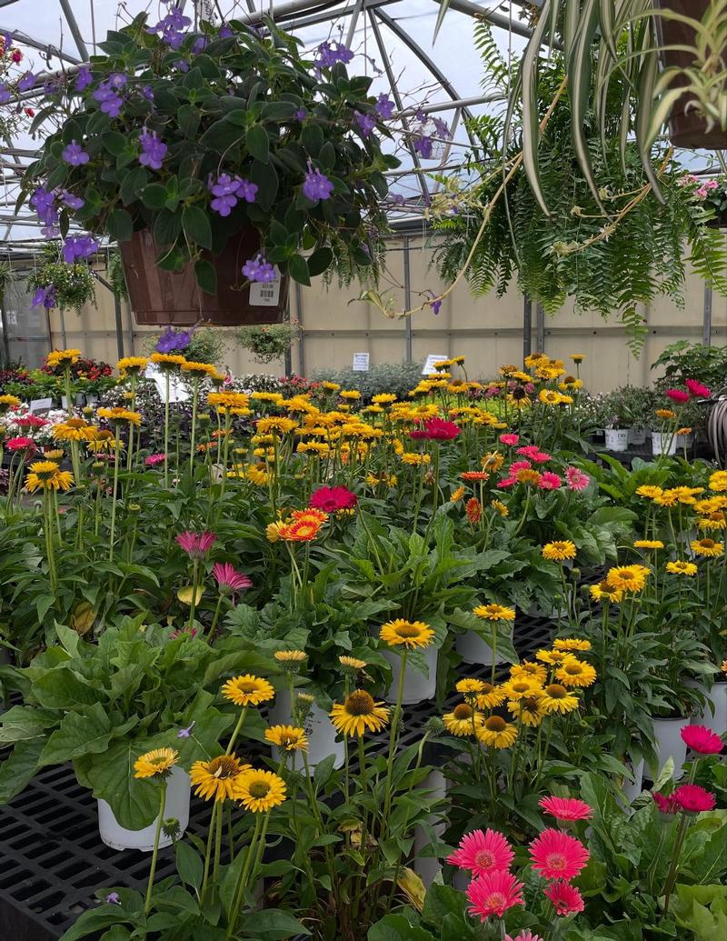 Rolke Greenhouses Garden Center