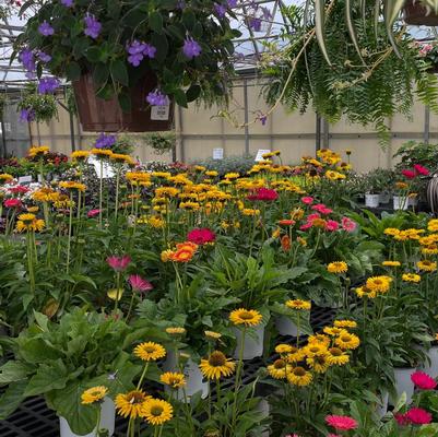 Rolke Greenhouses Garden Center