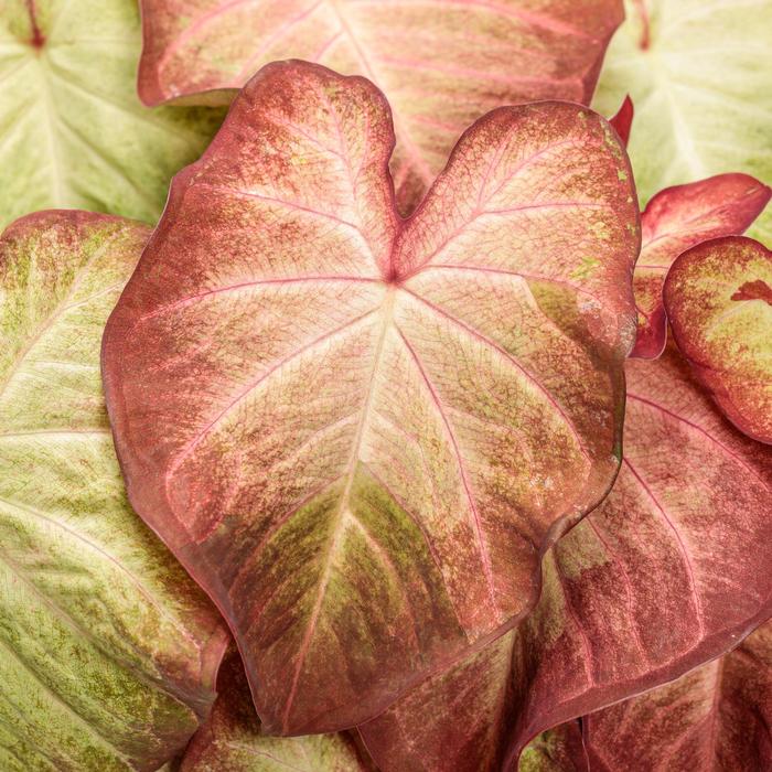 Caladium hortulanum Heart to Heart&reg: Creme Brulee