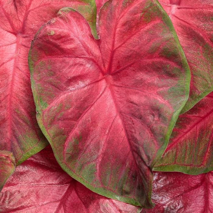Caladium hortulanum Heart to Heart&reg: Hot Flash
