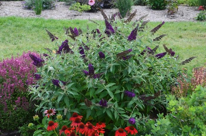 Buddleia davidii Monarch® Dark Dynasty