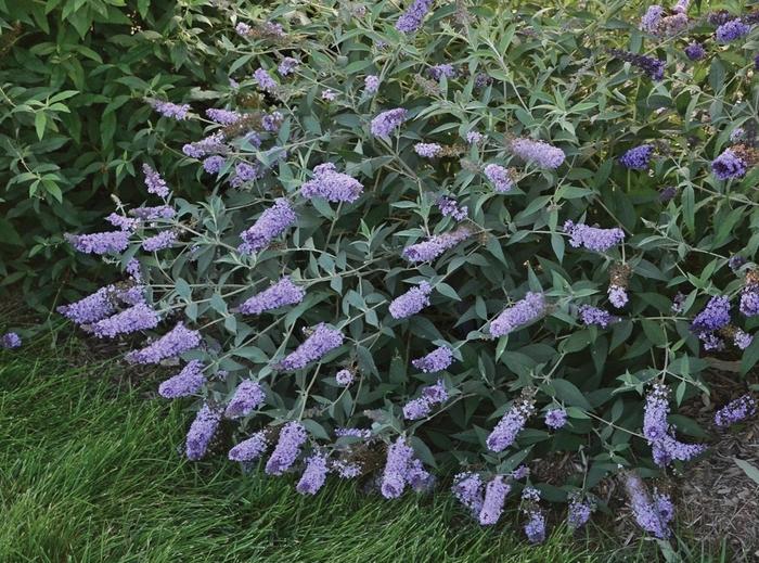 Buddleia davidii Monarch® Glass Slippers