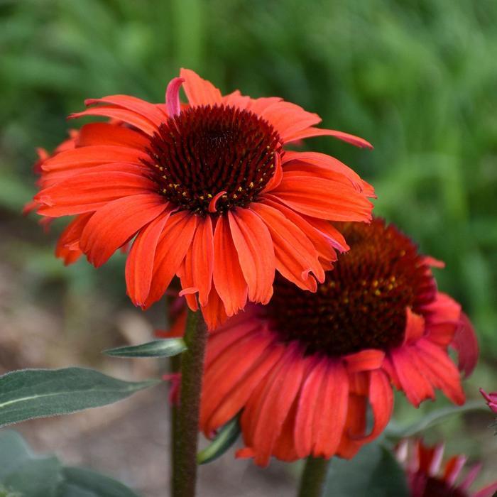 Echinacea Eye-Catcher™ Tanager