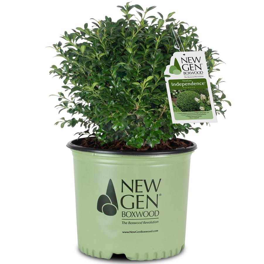 Buxus 'NewGen Independence®' - Boxwood