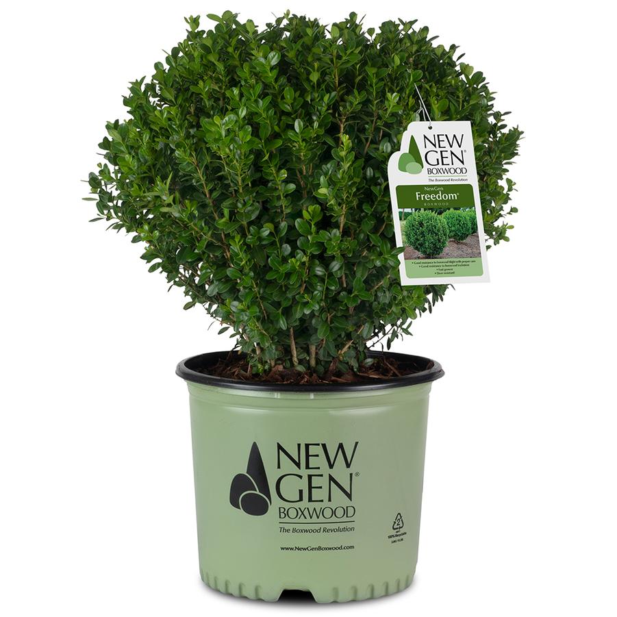 Buxus 'NewGen Freedom®' - Boxwood from Grower Website Demo 2