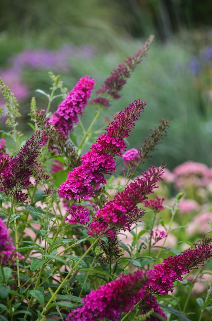 Buddleia davidii Monarch® Queen of Hearts